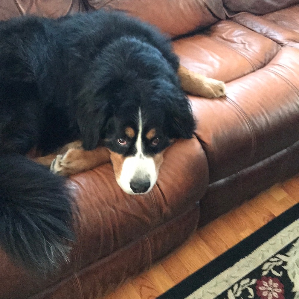 Meet your Posher, Elena